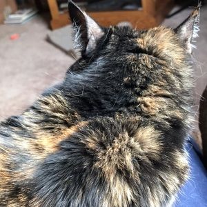 Meet your Posher, Jani